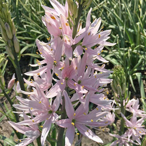 Camassia leichtlinii soft pink