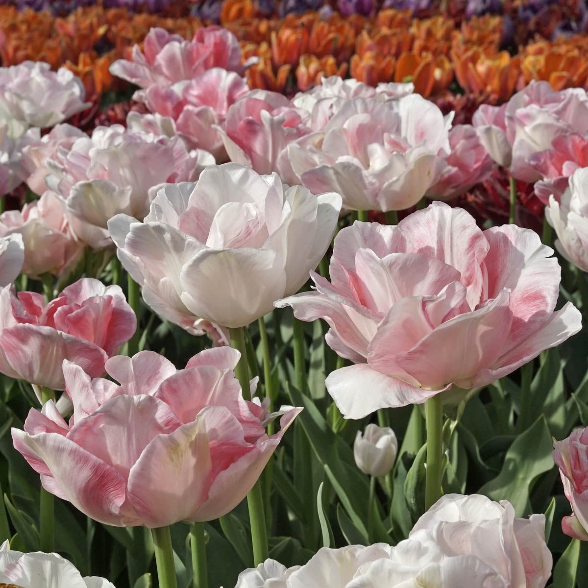 Finola - Tulips - Fluwel