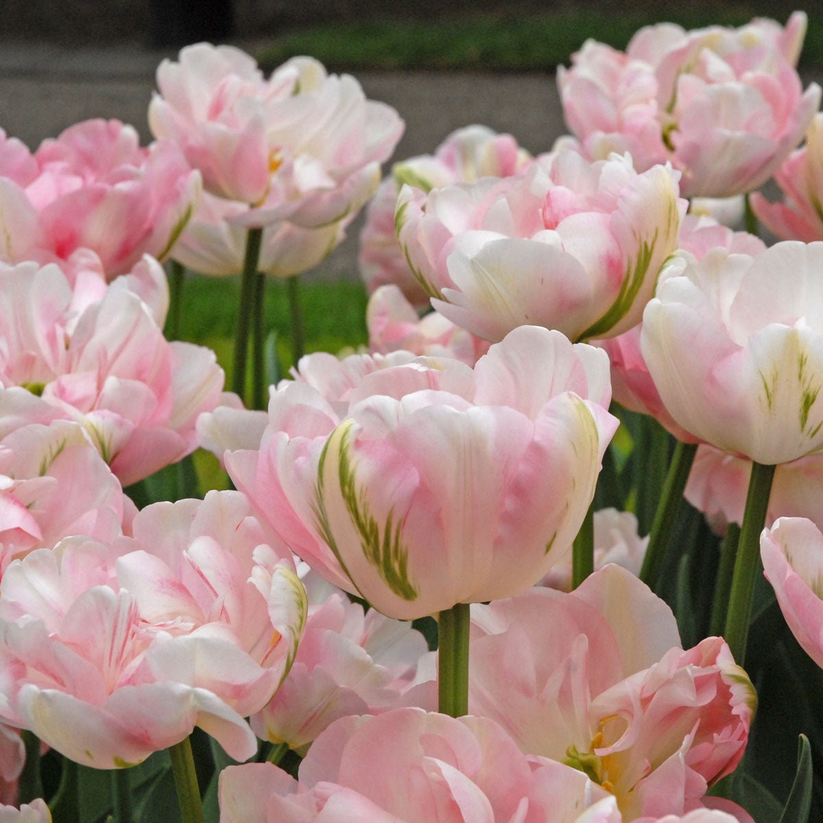 Finola - Tulips - Fluwel