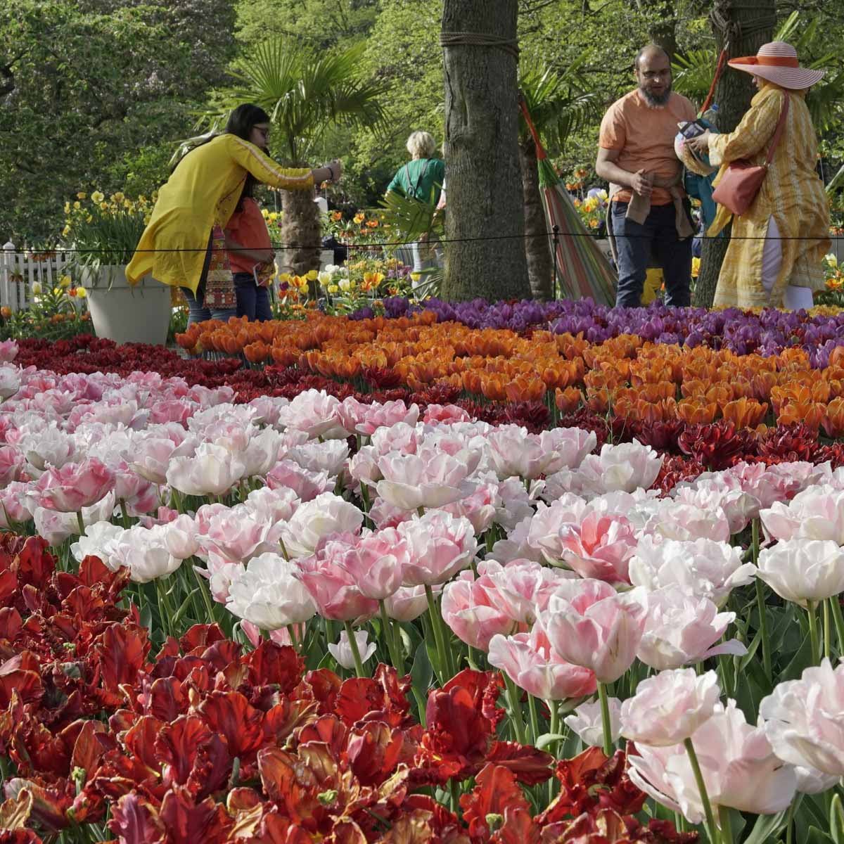 Finola - Tulips - Fluwel