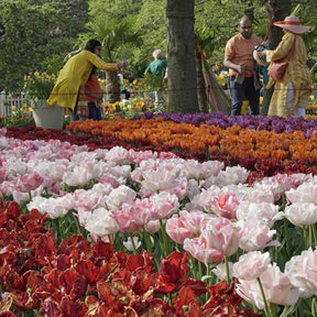 Finola - Tulips - Fluwel