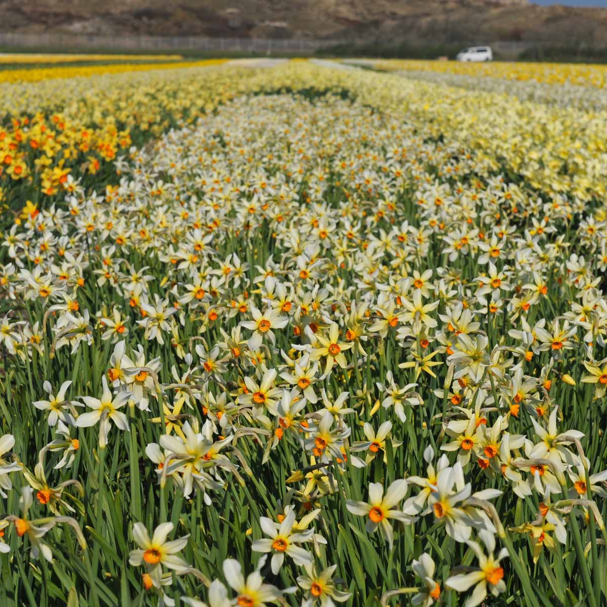 Firebrand - meerkleurige Small-cupped narcis - Fluwel