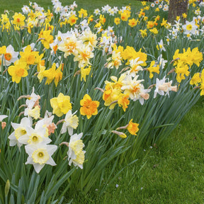 Fluwel Narcissen Mengsel - Mixes - Fluwel