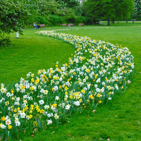 Fluwel Narcissen Mengsel - Mixes - Fluwel