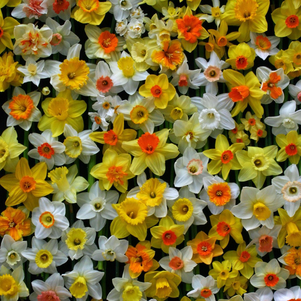 Fluwel Narcissen Mengsel - Mixes - Fluwel