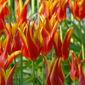 Fly Away - Tulips - Fluwel