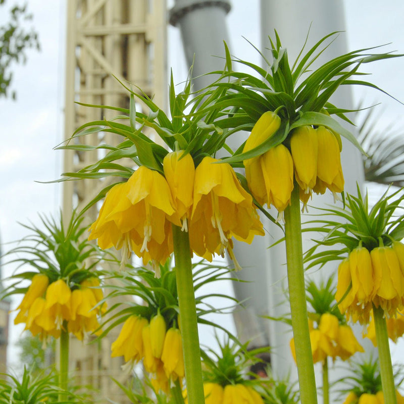 Fritillaria imperialis (Crown Imperial)