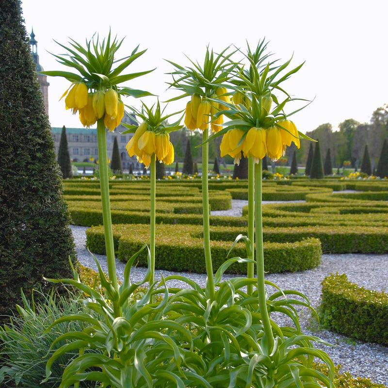 Fritillaria imperialis (Crown Imperial)