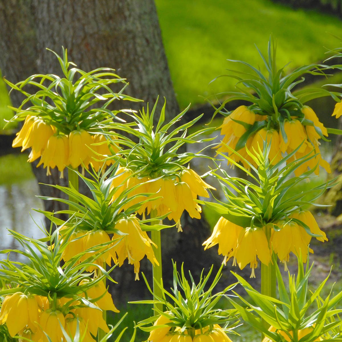 Fritillaria imperialis Maxima Lutea - gele fritillaria - Fluwel