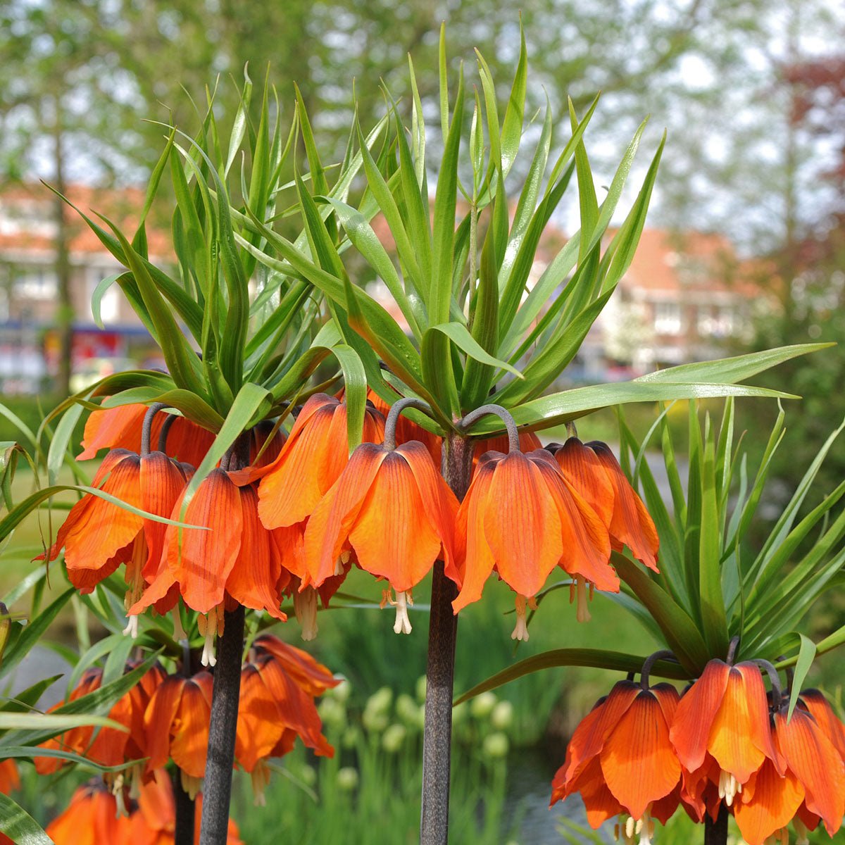 Fritillaria imperialis Rubra Maxima - Spring specialty bulbs - Fluwel