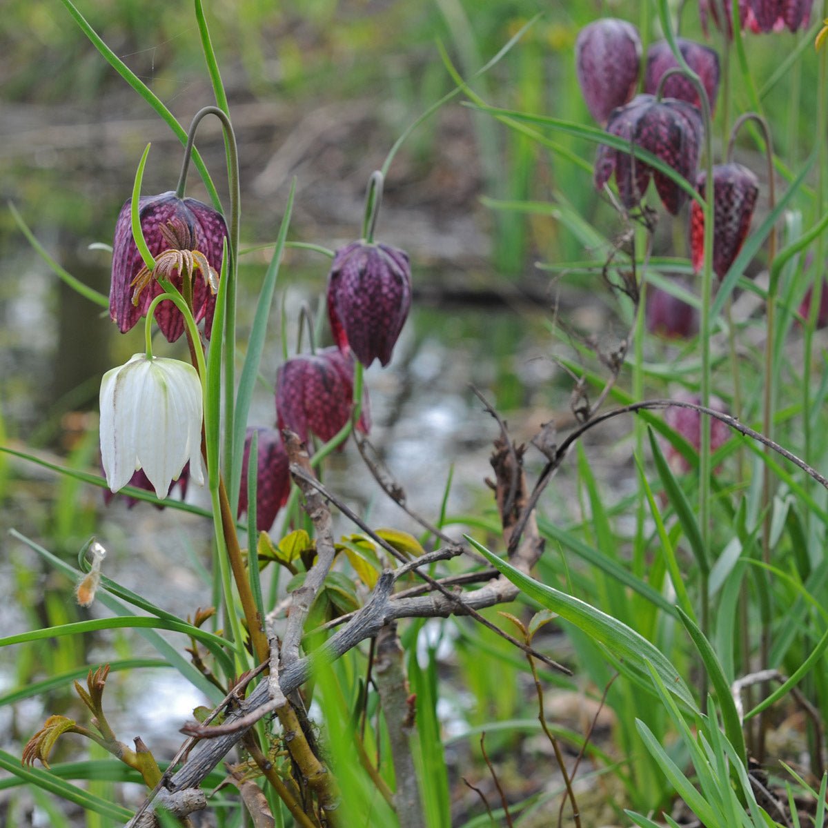 Fritillaria meleagris - meerkleurige fritillaria - Fluwel