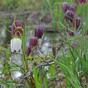 Fritillaria meleagris - Spring specialty bulbs - Fluwel