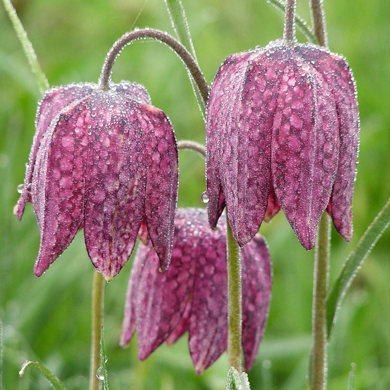 Fritillaria meleagris (Lapwing)