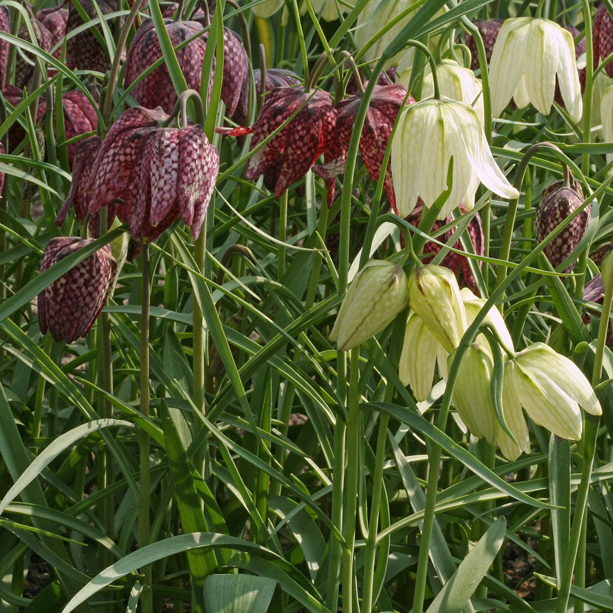 Fritillaria meleagris - meerkleurige fritillaria - Fluwel