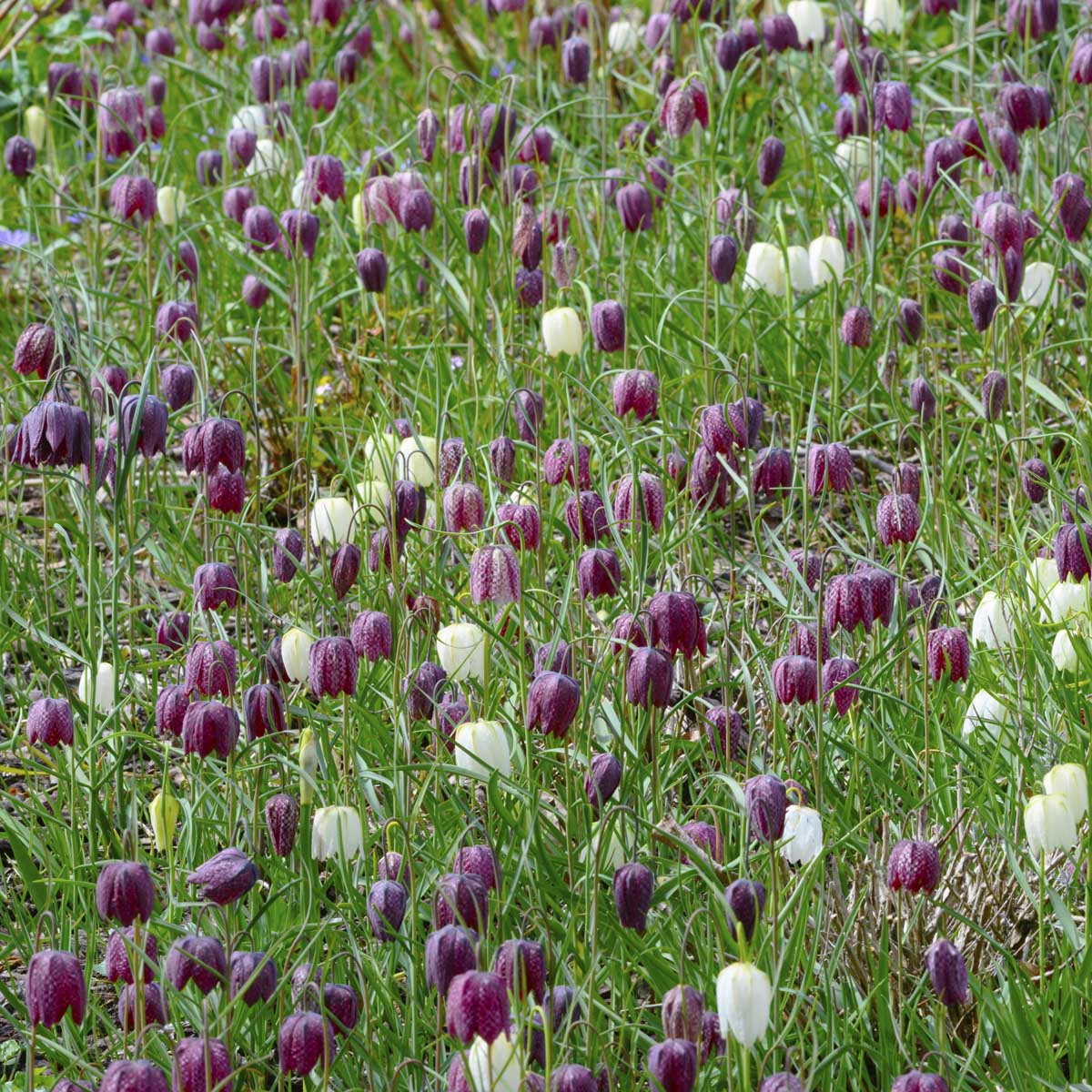 Fritillaria meleagris - meerkleurige fritillaria - Fluwel