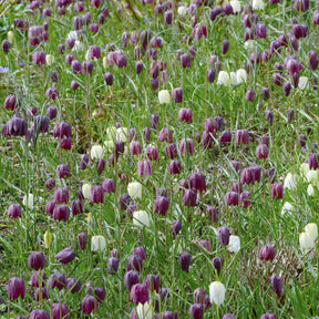 Fritillaria meleagris - Spring specialty bulbs - Fluwel