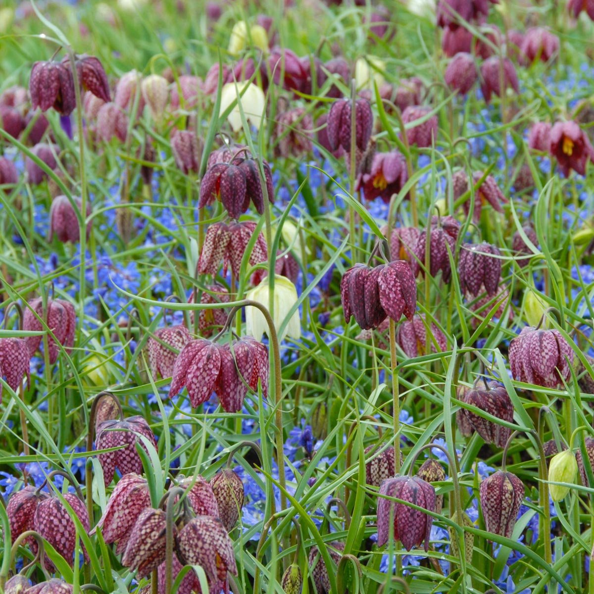 Fritillaria meleagris - meerkleurige fritillaria - Fluwel