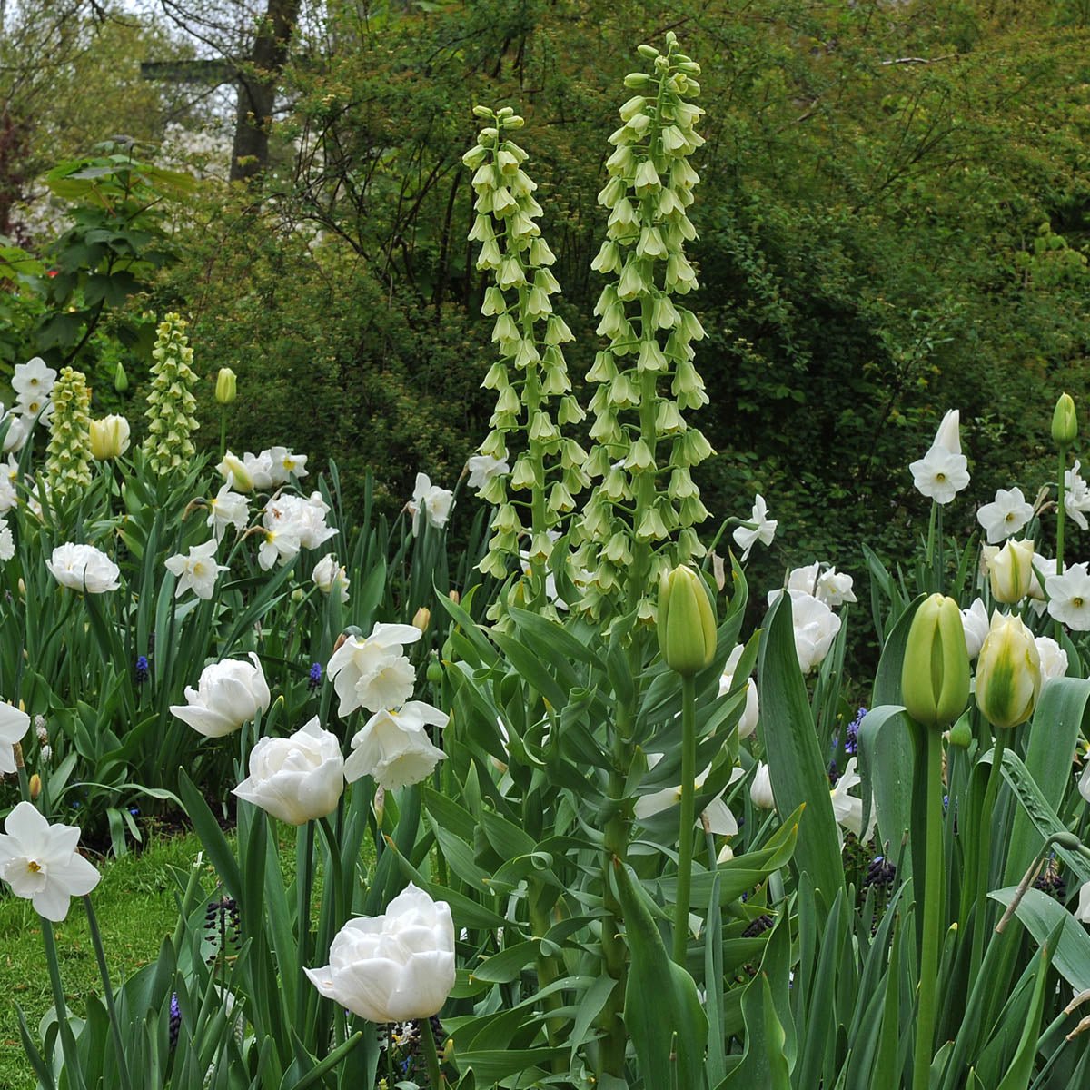 Fritillaria persica Ivory Bells - groene fritillaria - Fluwel
