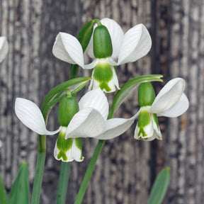 Galanthus Beluga - Spring specialty bulbs - Fluwel