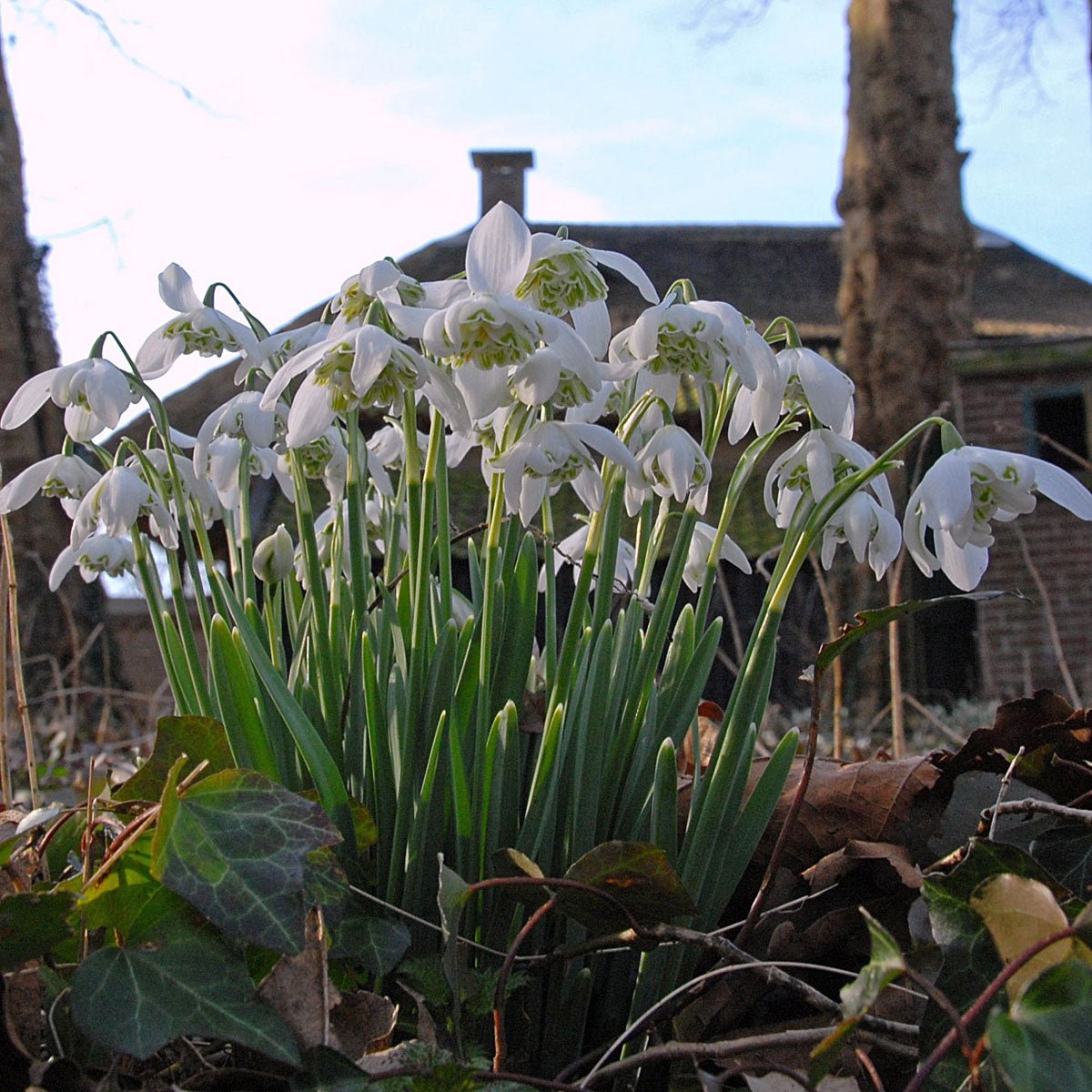 Galanthus nivalis Flore Pleno - wit sneeuwklokje - Fluwel