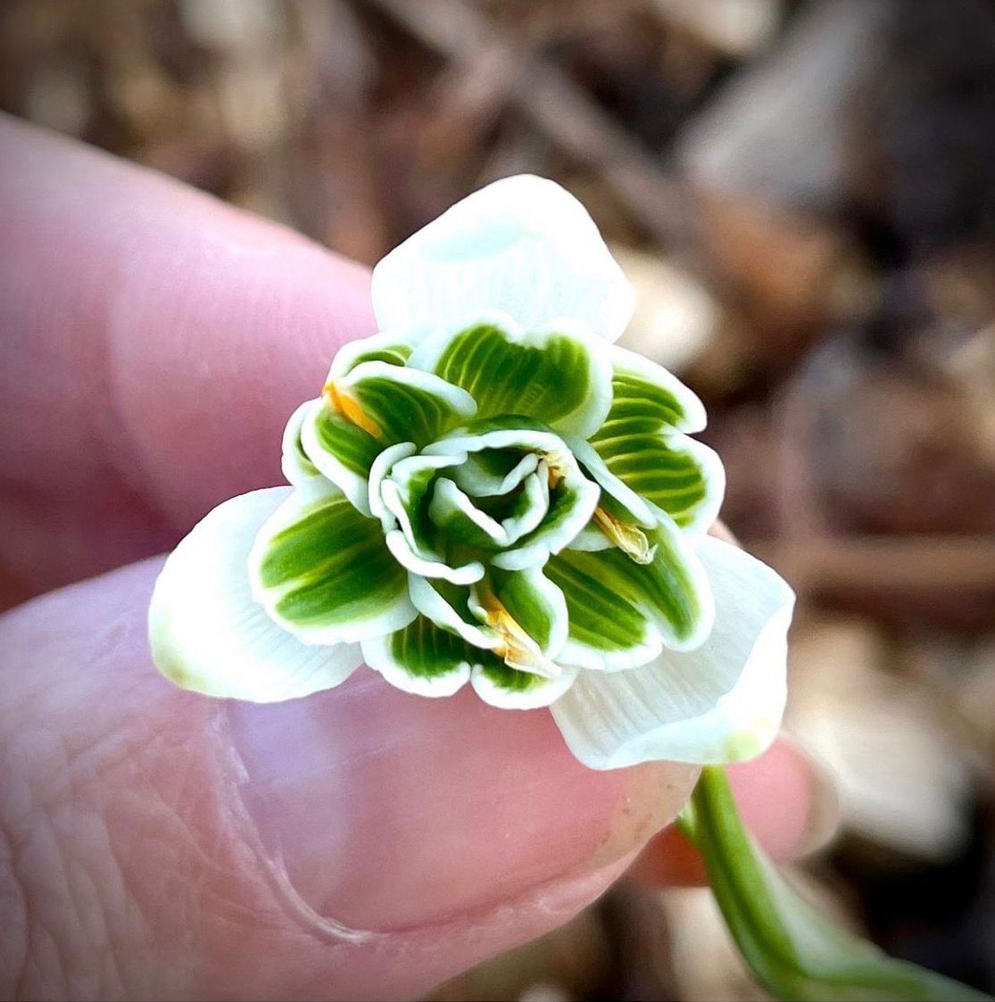 Galanthus nivalis Flore Pleno - Spring specialty bulbs - Fluwel