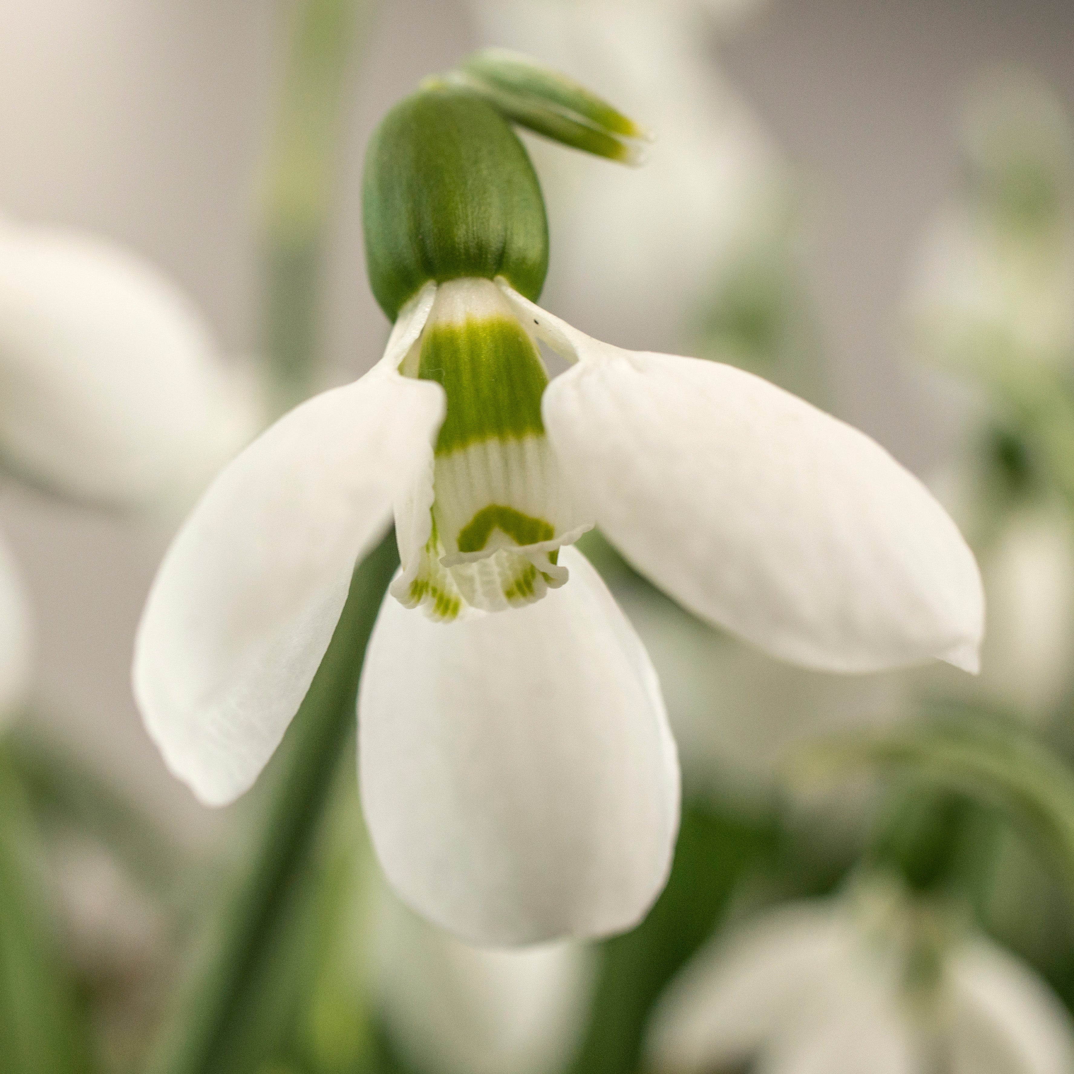 Galanthus Polar Bear - wit sneeuwklokje - Fluwel