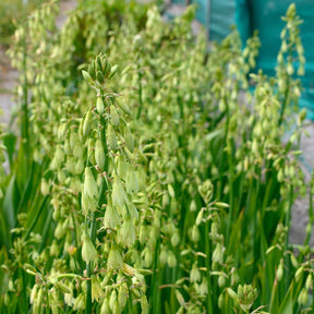 Galtonia viridiflora - Summer special bulbs - Fluwel