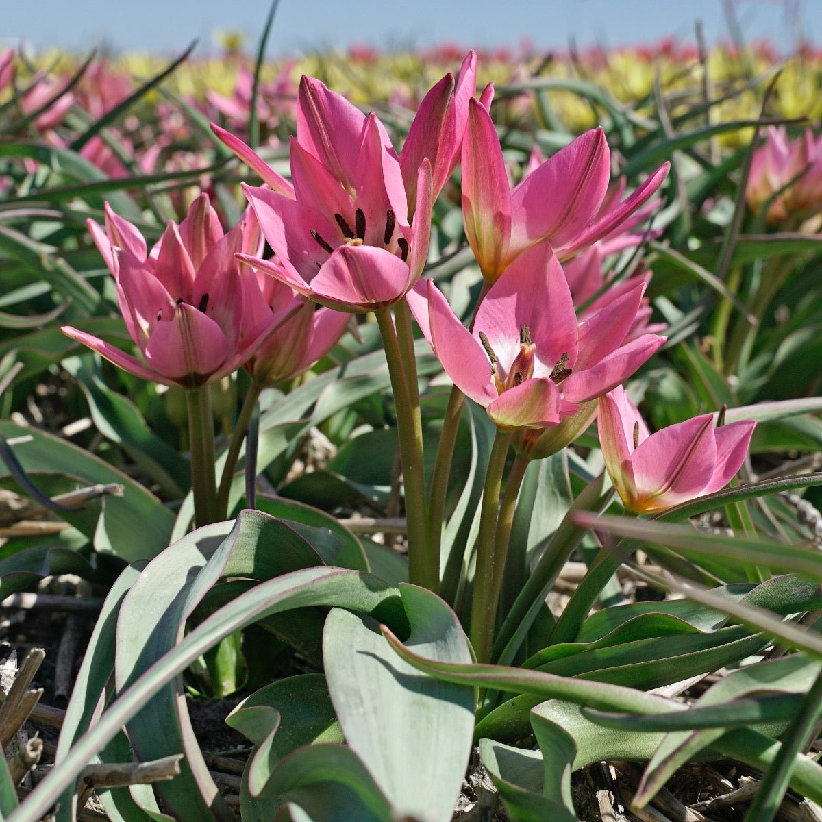 Garden of Clusius - Tulips - Fluwel