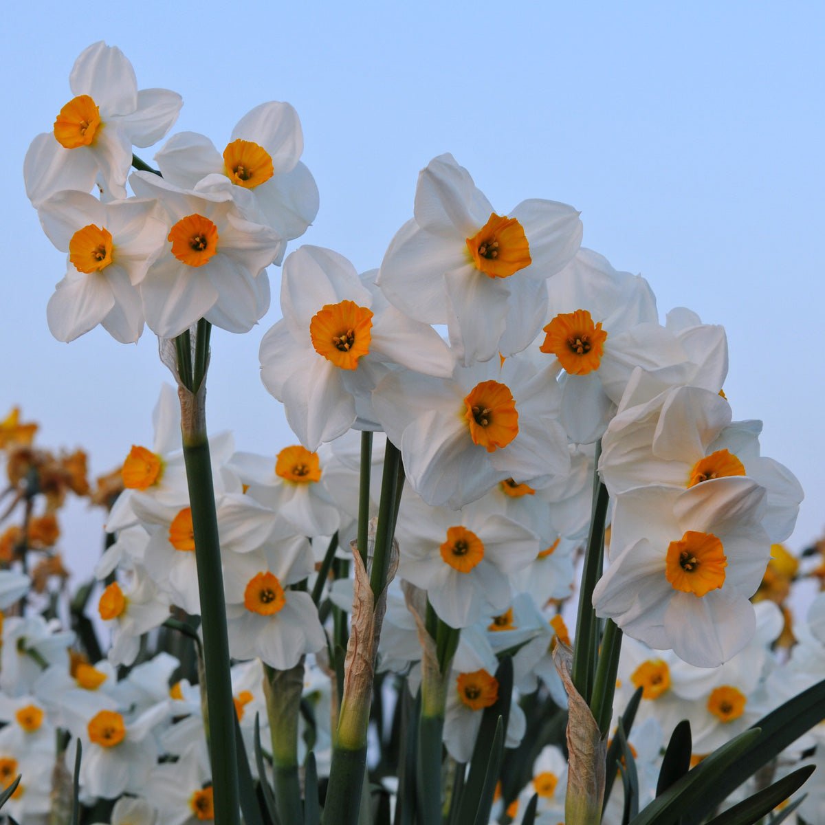 Geranium - Narcissus - Fluwel