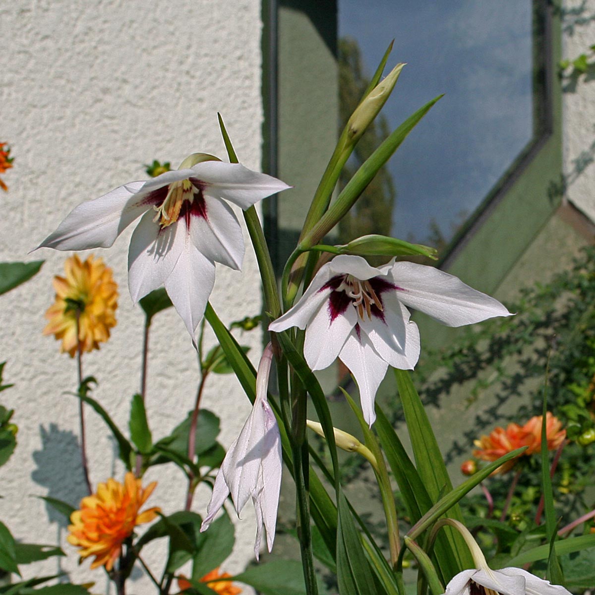 Gladiolus callianthus Murielae - witte gladiool - Fluwel