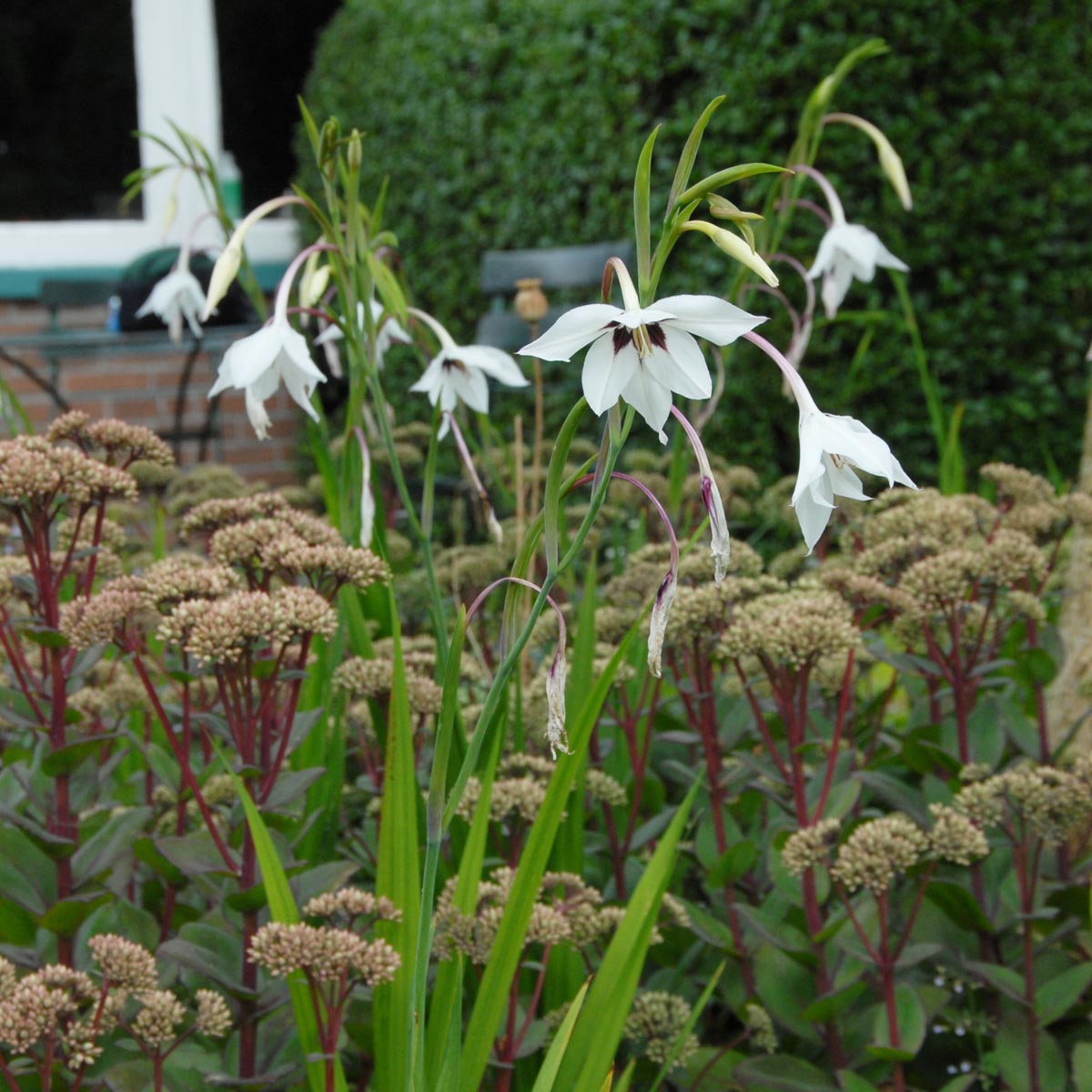 Gladiolus callianthus Murielae - witte gladiool - Fluwel
