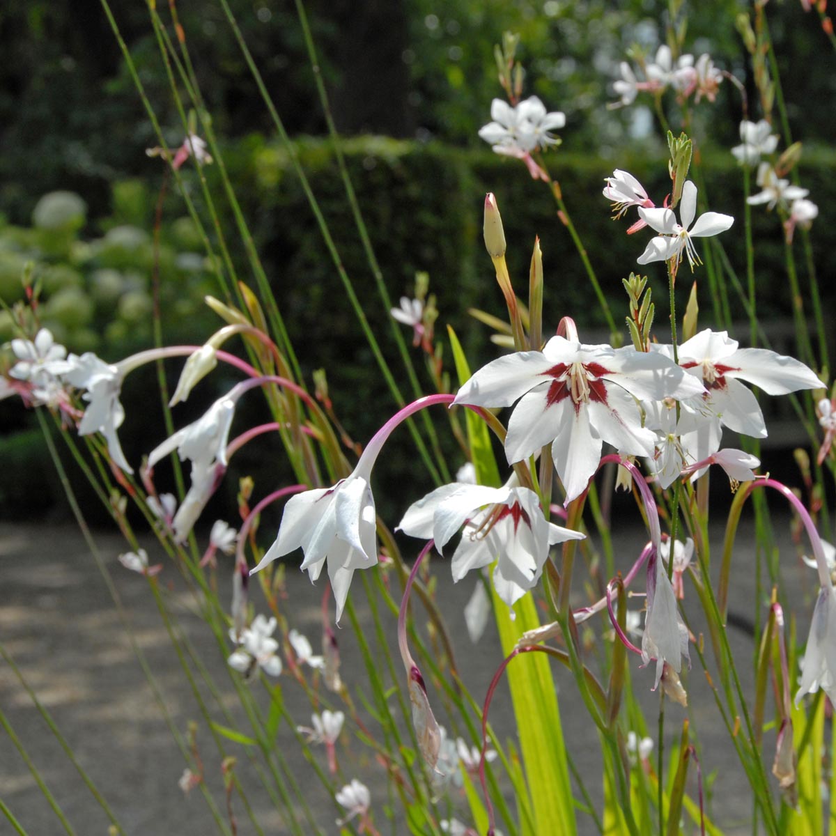 Gladiolus callianthus Murielae - witte gladiool - Fluwel