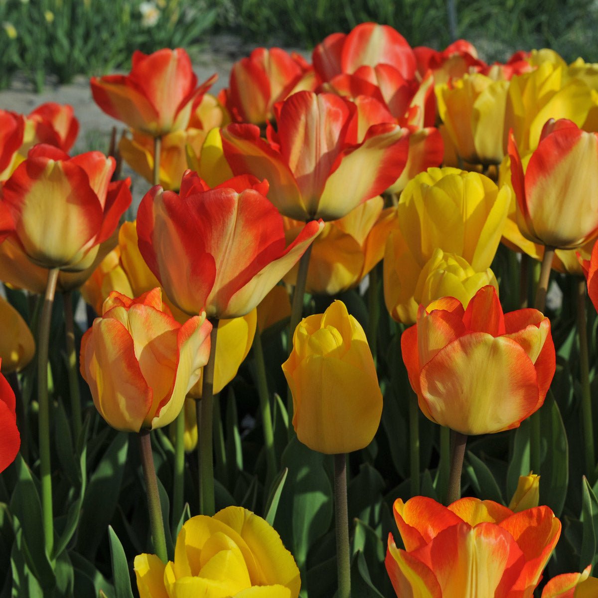 Glow Motion® - Mixes - Fluwel