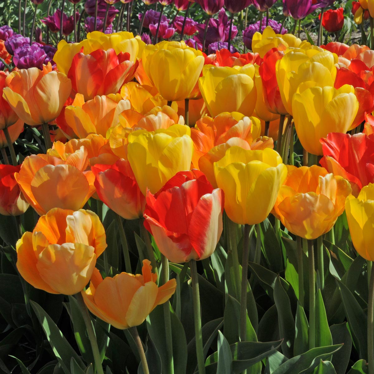 Glow Motion® - Mixes - Fluwel