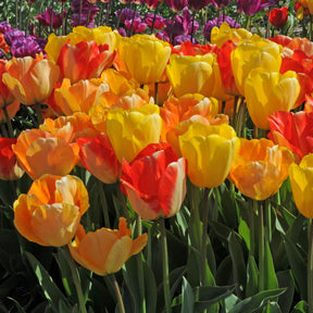 Glow Motion® - Mixes - Fluwel