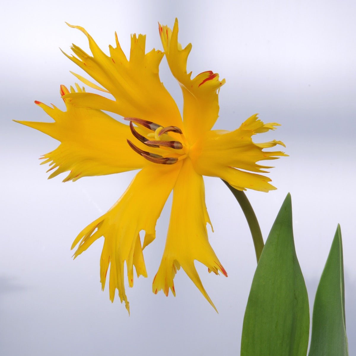 Golden Leo - Tulips - Fluwel