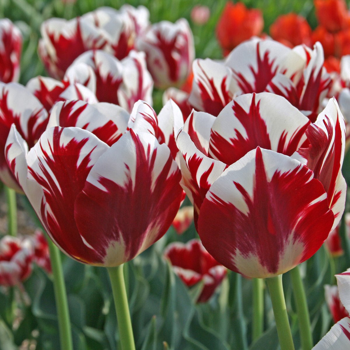 Grand Perfection - Tulips - Fluwel