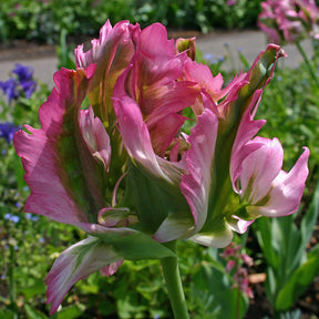 Green Wave - Tulips - Fluwel