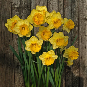 Gringo - Special Narcissus - Fluwel