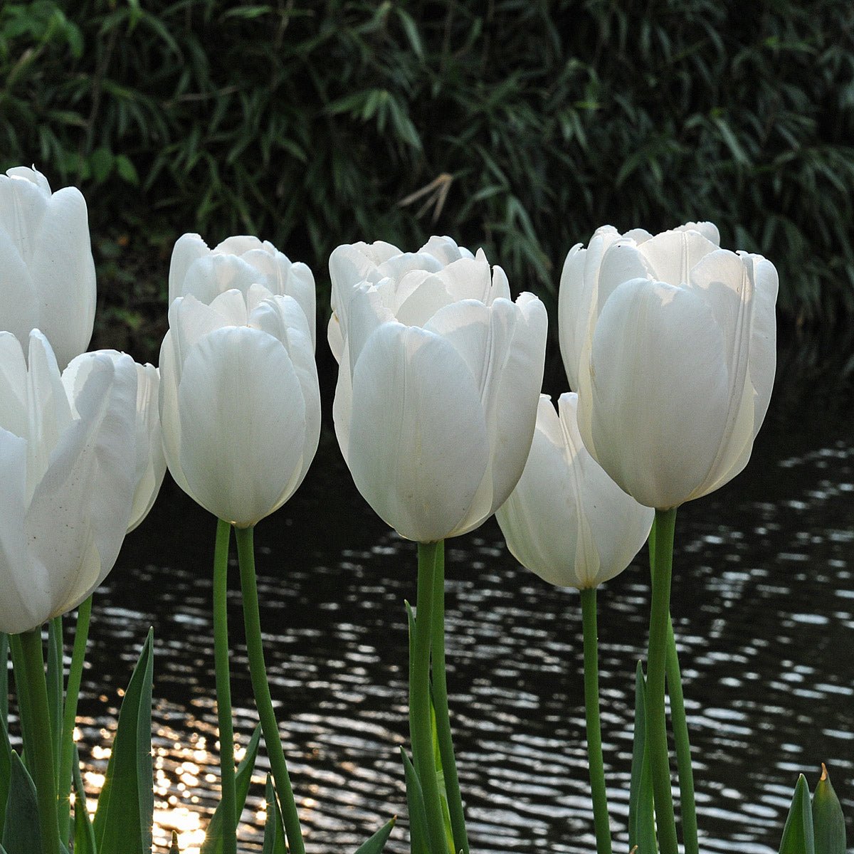 Hakuun - Tulips - Fluwel