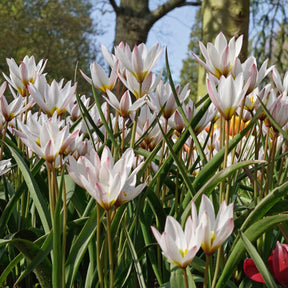 Hilde - Tulips - Fluwel