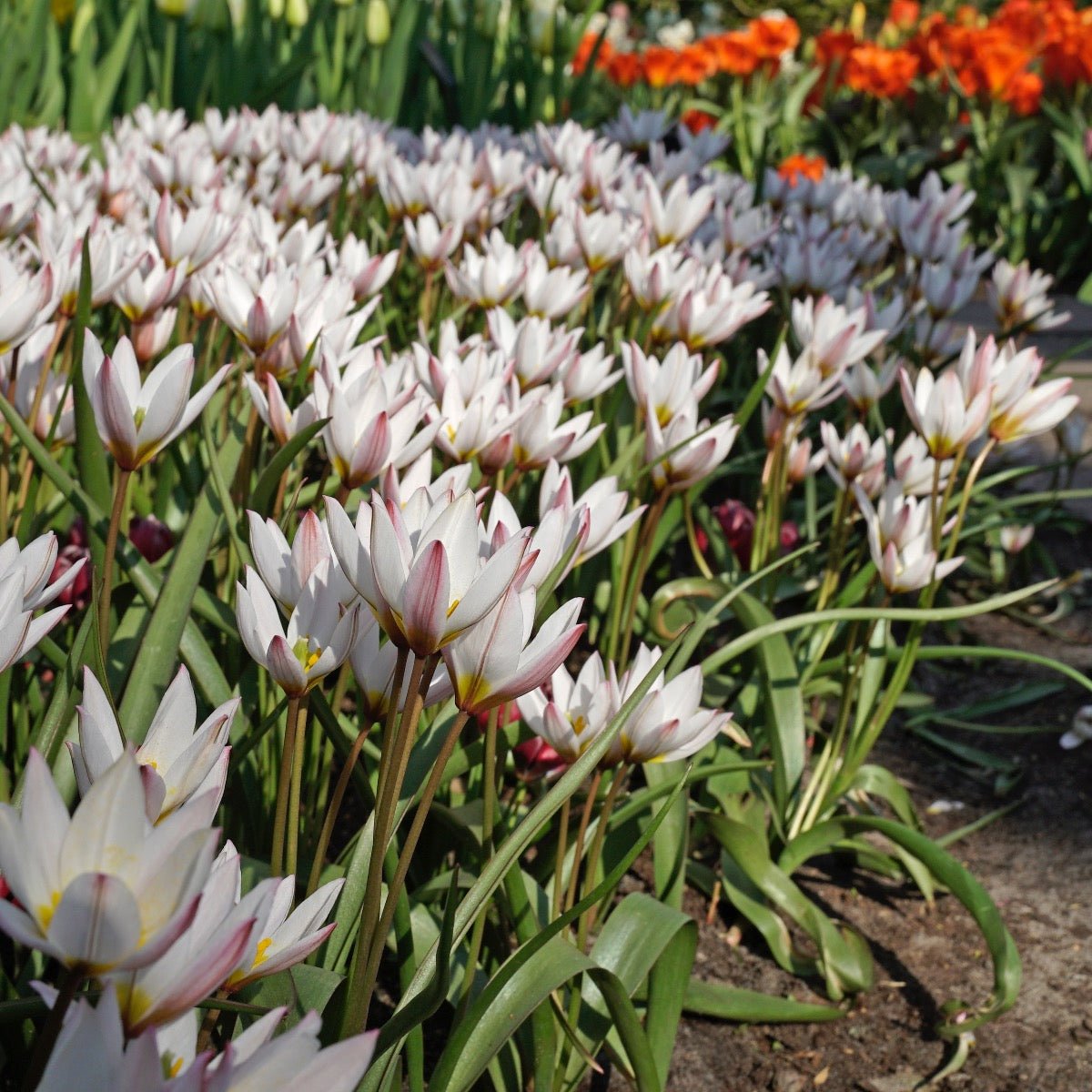 Hilde - Tulips - Fluwel