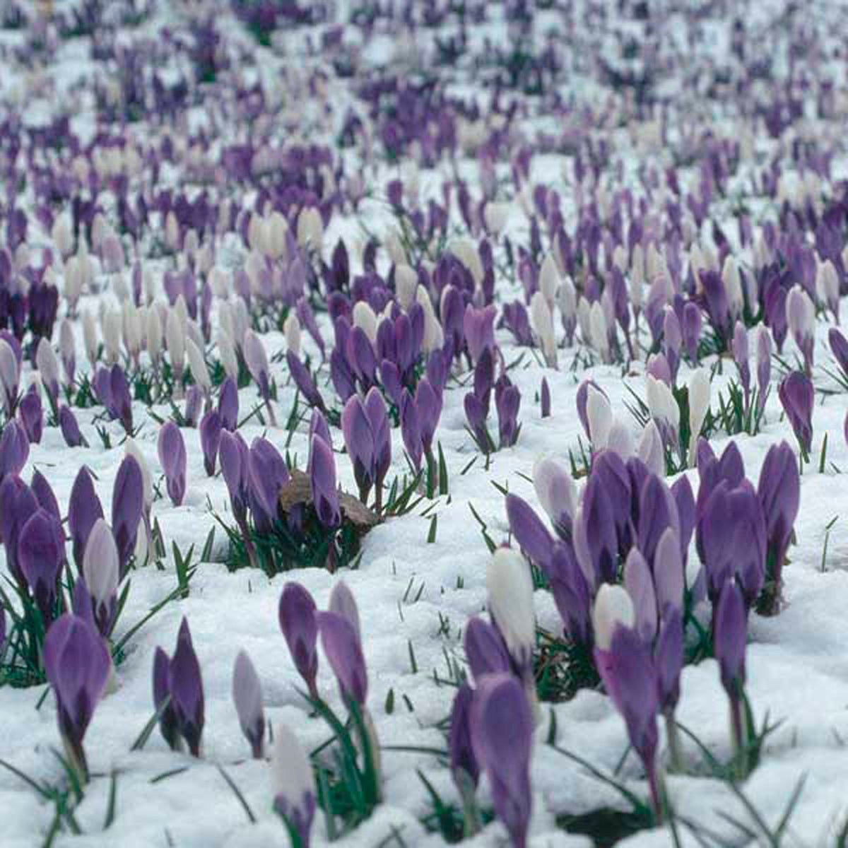 Hocus Crocus™ - Mixes - Fluwel