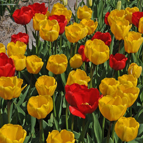 Hot Hot Hot® - Mixes - Fluwel