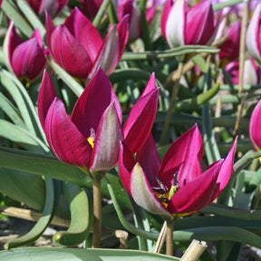 humilis Persian Pearl - Tulips - Fluwel