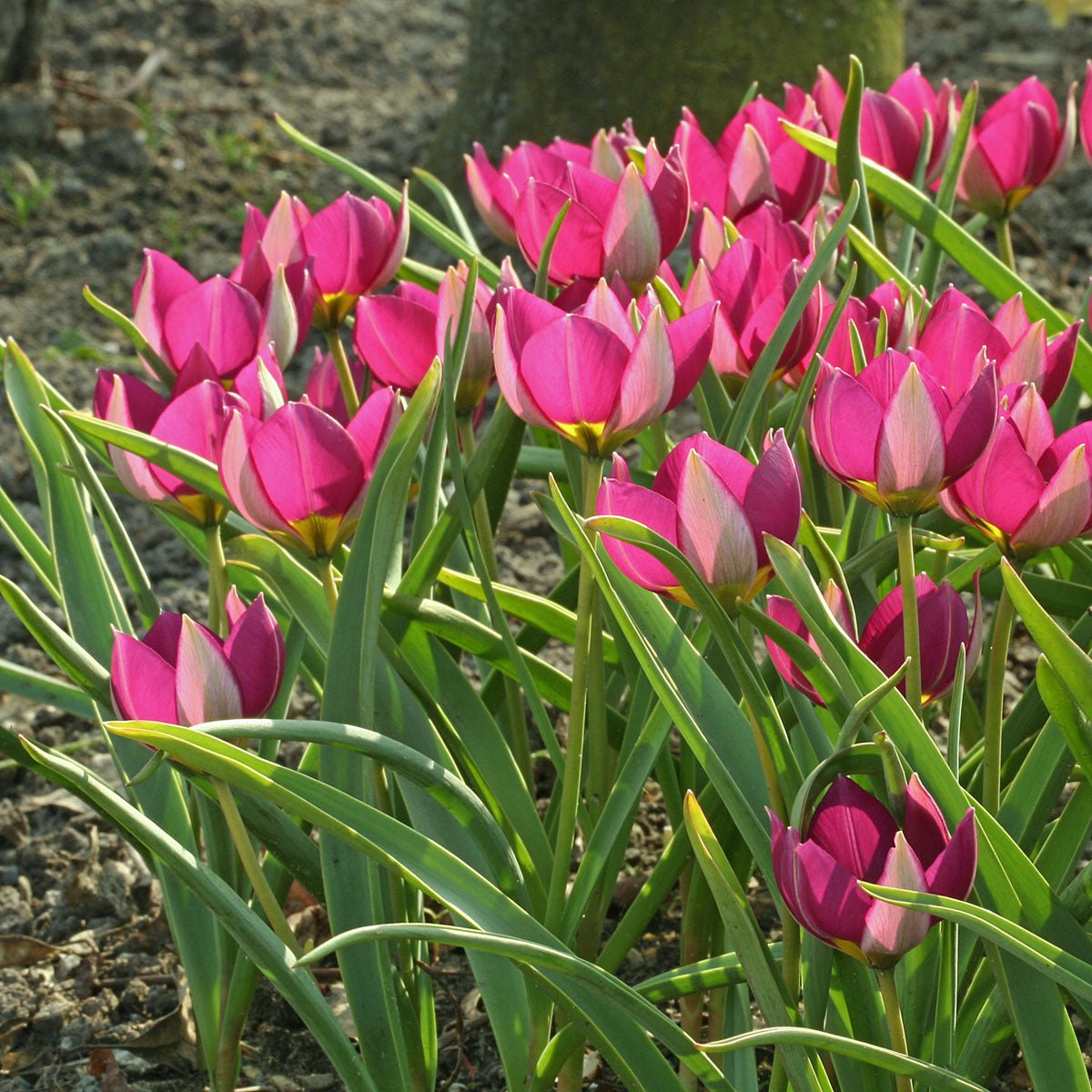 humilis Persian Pearl - Tulips - Fluwel