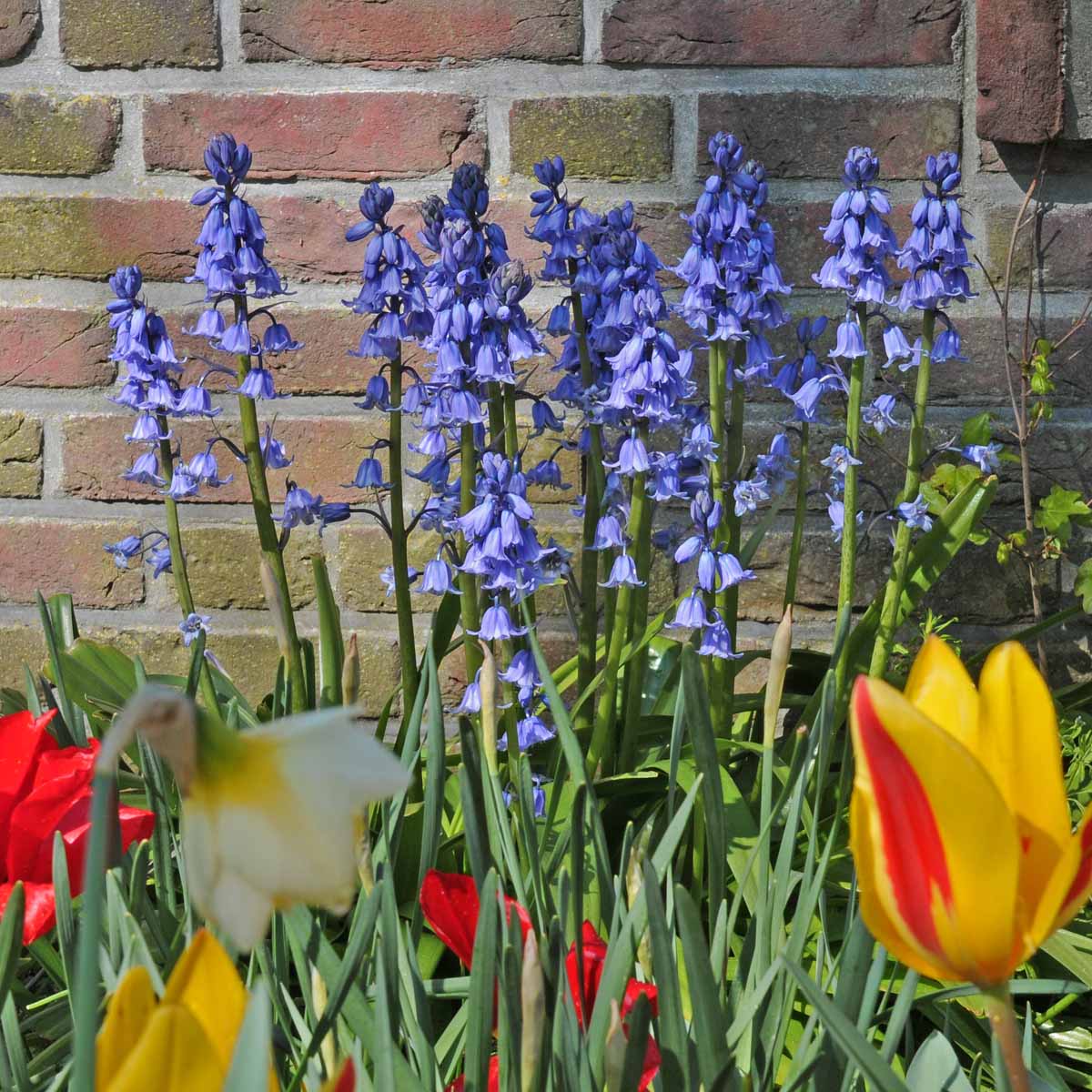 Hyacinthoides hispanica Excelsior - Spring specialty bulbs - Fluwel