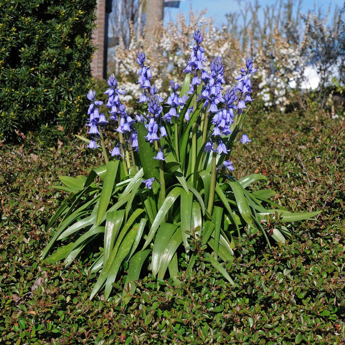 Hyacinthoides hispanica Excelsior - Spring specialty bulbs - Fluwel