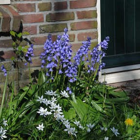 Hyacinthoides hispanica Excelsior - Spring specialty bulbs - Fluwel