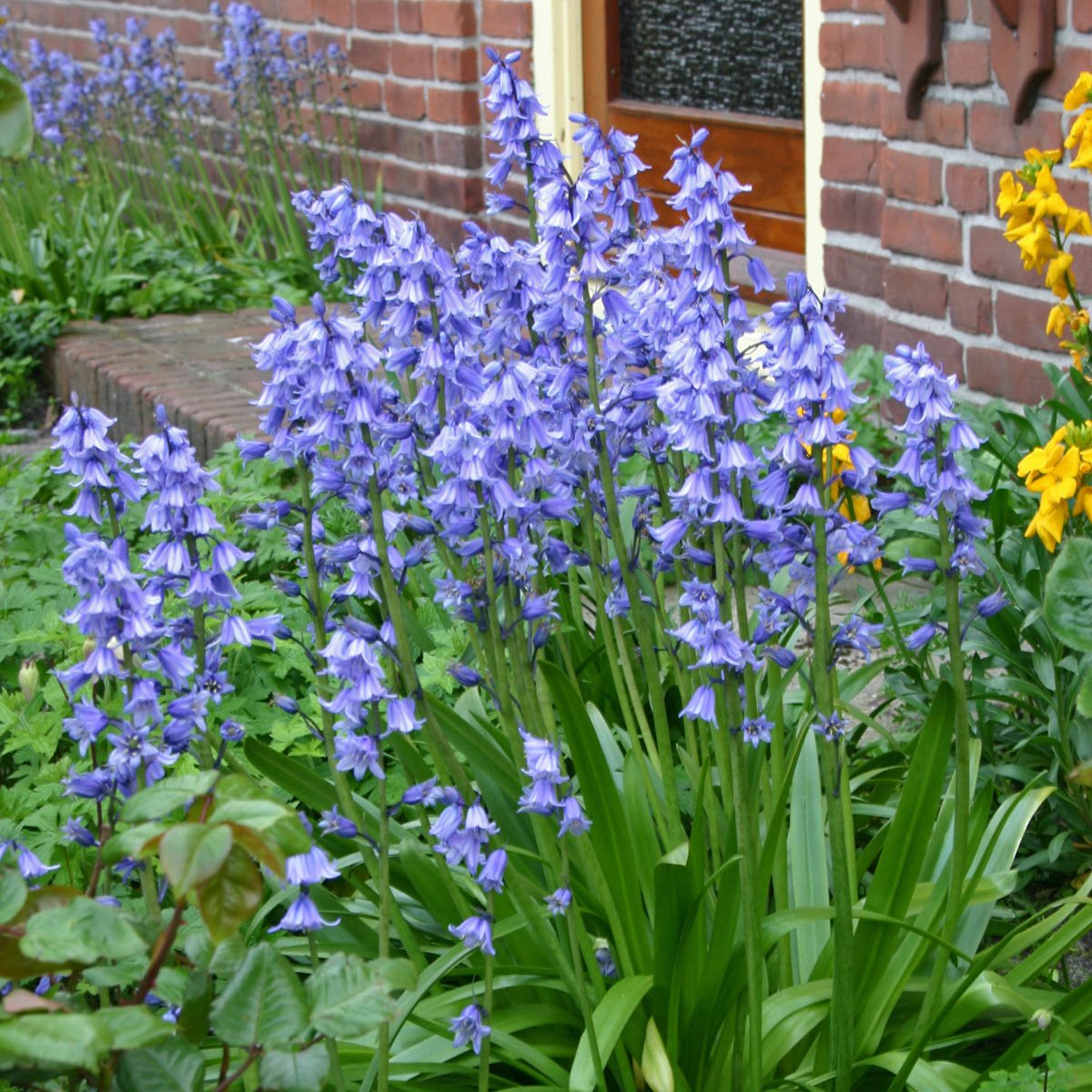 Hyacinthoides hispanica Excelsior - Spring specialty bulbs - Fluwel